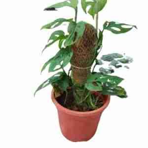 Monstera Adansonii Aka Swiss cheese plant