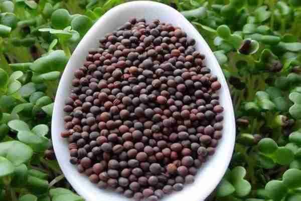 Pak Choi Seeds