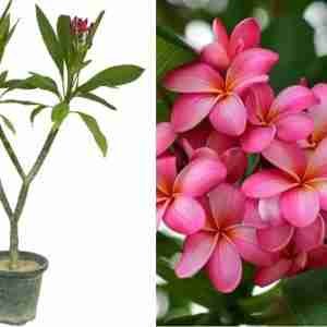 Plumeria pixie Champa plant