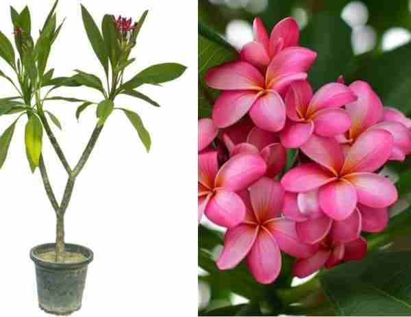 Plumeria pixie Champa plant