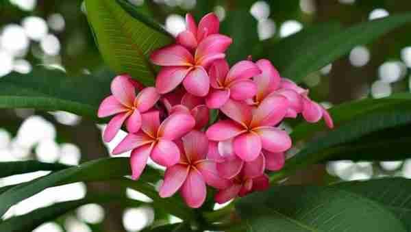 Plumeria pixie Champa plant