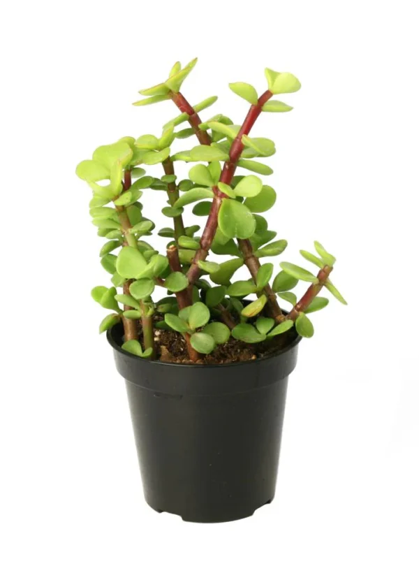 Portulacaria Afra Aka Jade