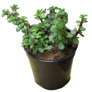 Portulacaria Afra Aka Jade