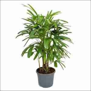 Rhapis Palm aka Lady Palm