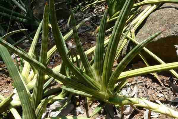 Sansevieria Pearsonii