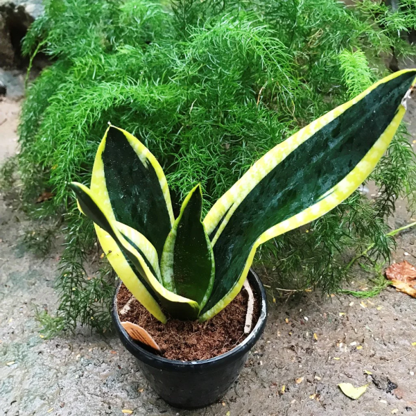 Sansevieria Black Gold