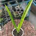 1 Sansevieria Sulcata Beautiful Plant for your Collection
