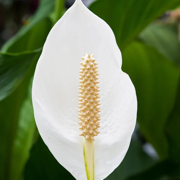 Peace Lily/Spathiphyllum Macrophyllum