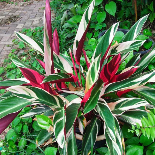 Stromanthe Triostar