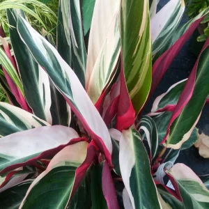 Stromanthe Triostar