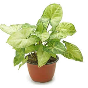 Syngonium Podophyllum