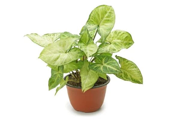 Syngonium Podophyllum