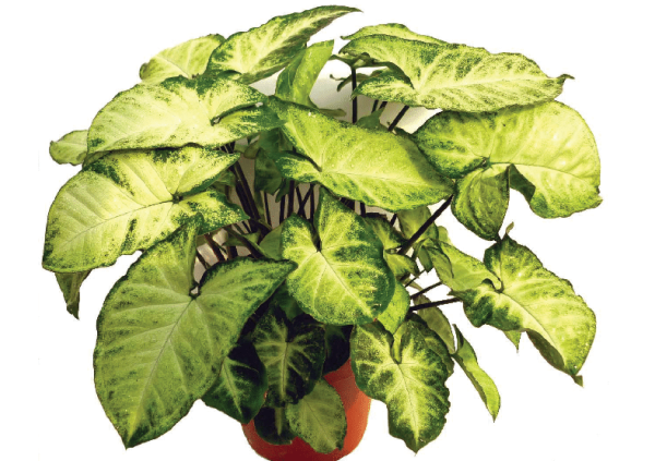 Syngonium Podophyllum