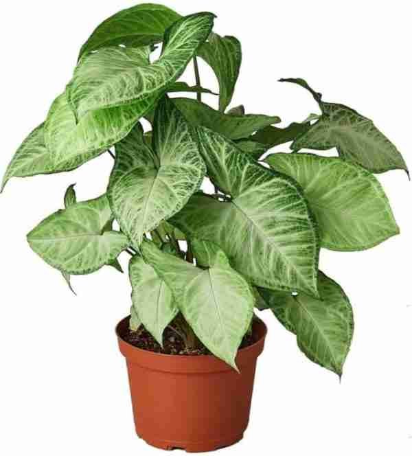 Syngonium Podophyllum