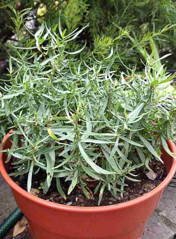 Tarragon Artemisia Dracunculus Seeds