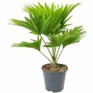 Umbrella Palm