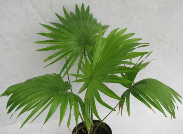 Umbrella Palm