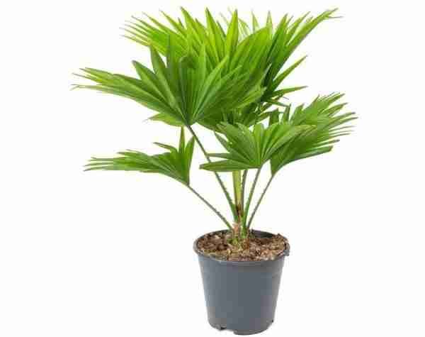 Umbrella Palm