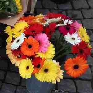 Gerbera Jamesonii California Giants Seeds