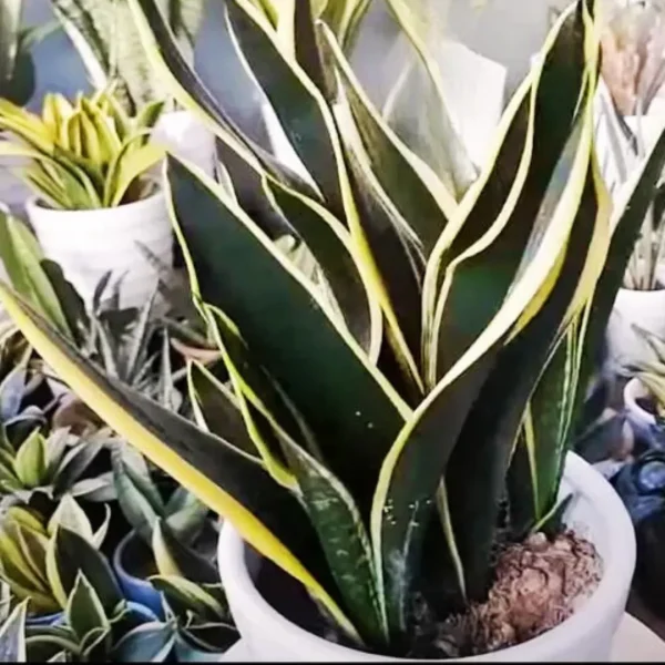 Sansevieria Black Gold