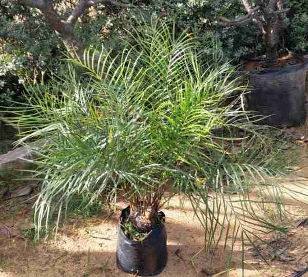 Zamia portoricensis