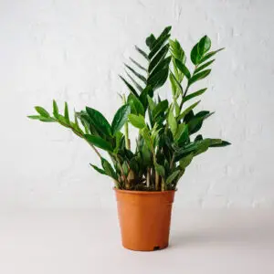 Zamioculcas zamifolia Aka ZZ plant