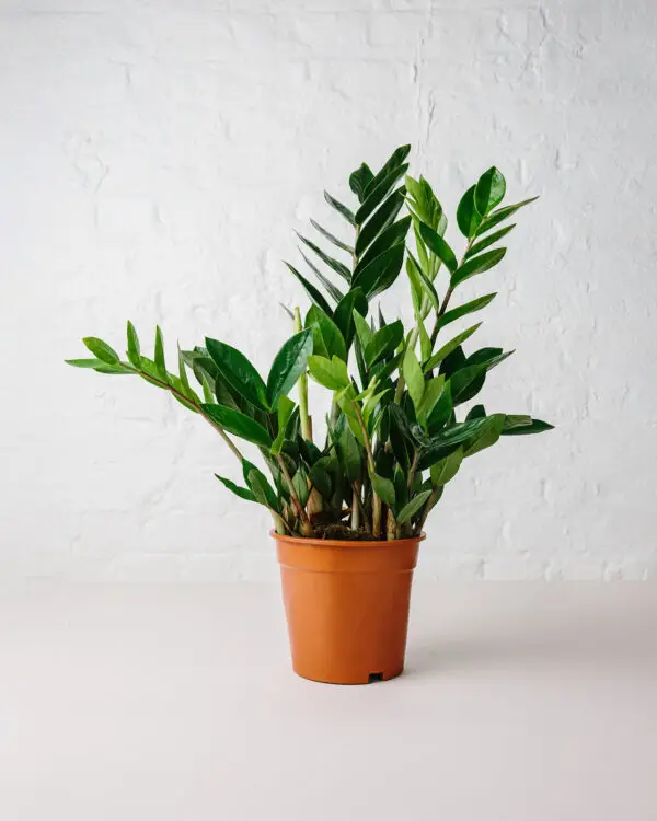 Zamioculcas zamifolia Aka ZZ plant