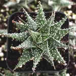 Aloe Hybrid Descoingsii X Hawarthioides