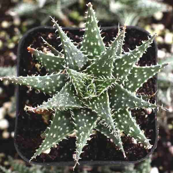 Aloe Hybrid Descoingsii X Hawarthioides
