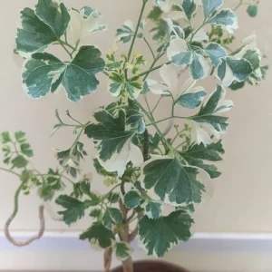 Aralia Snow Top