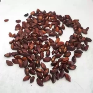 Awala Hybrid Seeds