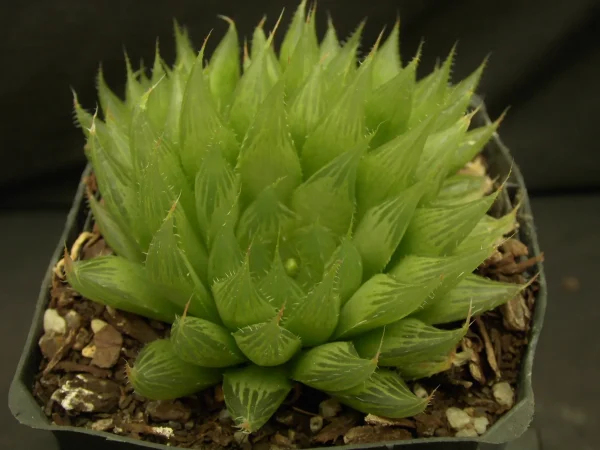 Haworthia cooperi var. cooperi