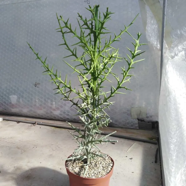 Euphorbia Stenoclada