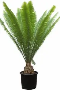 Dioon Spinulosum Cycad