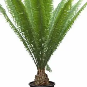 Dioon Spinulosum Cycad