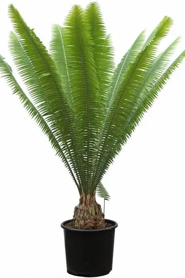 Dioon Spinulosum Cycad
