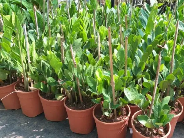 Zamioculcas zamifolia Aka ZZ plant