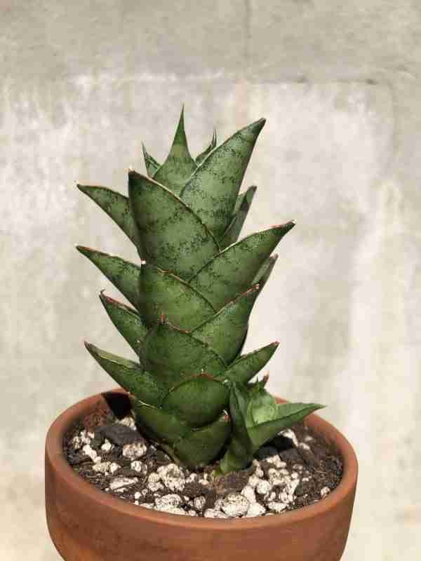 Sansevieria Hybrid Pagoda
