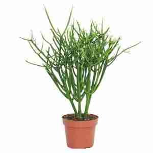 Euphorbia tirucalli Pencil Tree