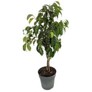 Ficus Benjamina Blackie