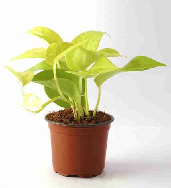 Golden Money Plant