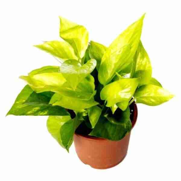Golden Money Plant