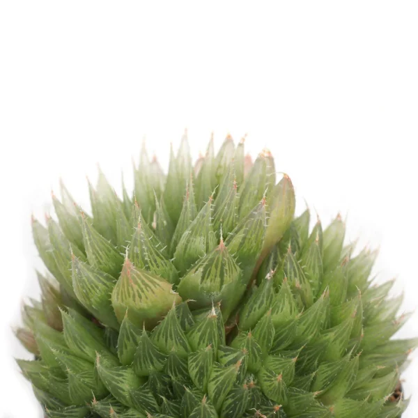Haworthia cooperi var. cooperi