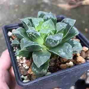 Haworthia Shiba Toshi