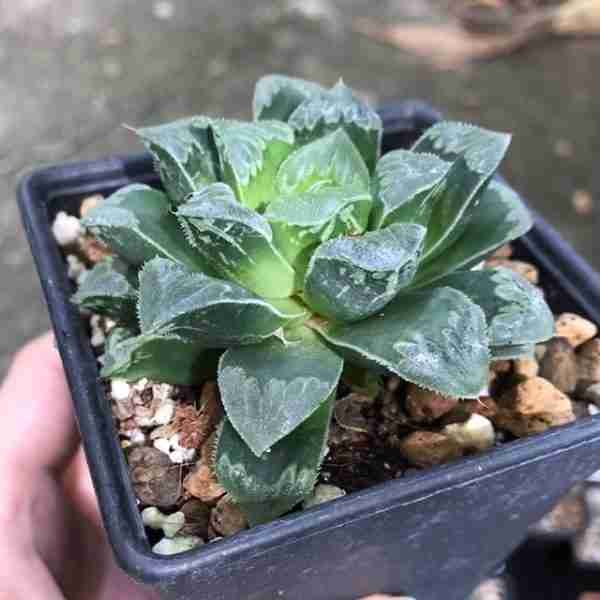 Haworthia Shiba Toshi