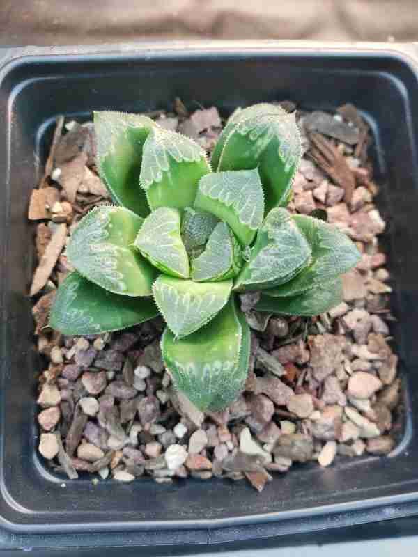 Haworthia Shiba Toshi