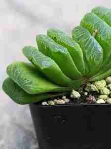 Haworthia Truncata Lime Green