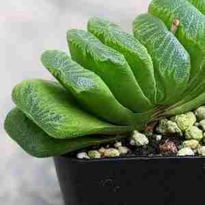 Haworthia Truncata Lime Green