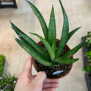 Sansevieria Lilliput