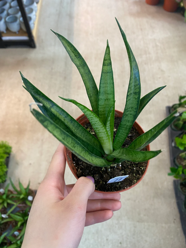 Sansevieria Lilliput